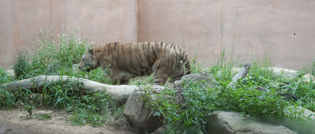 新竹景點 新竹動物園 看動物 拍ig網美照 來看孟加拉虎 河馬樂樂 交通 門票資訊 瑪姬幸福過日子 瑪姬幸福過日子 痞客邦