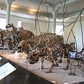 骨骸I,american Museum of Natural History