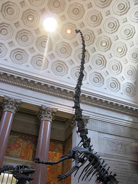 骨骸II,american Museum of Natural History