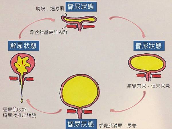 膀胱解尿模式.jpg