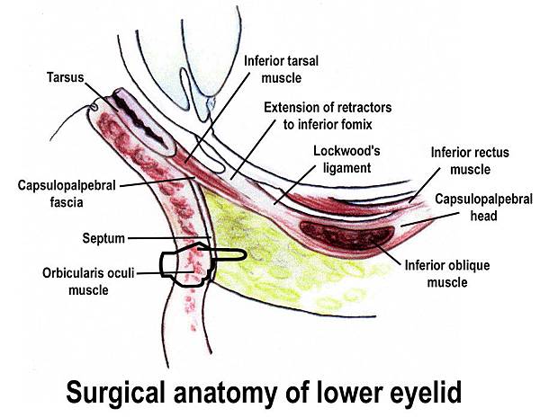 anatomy of eyelid 