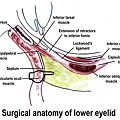 anatomy of eyelid 