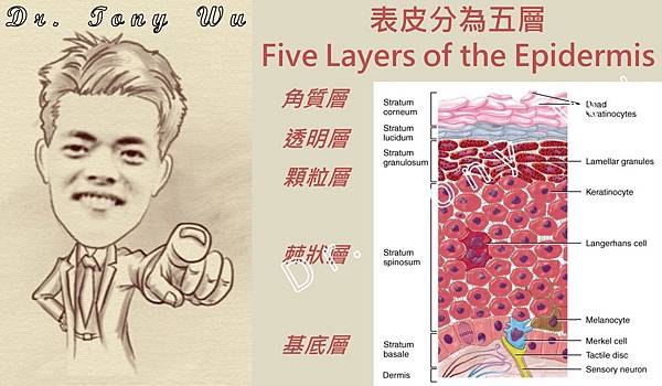 01 皮膚的生理構造_02 表皮 v2013-11-30