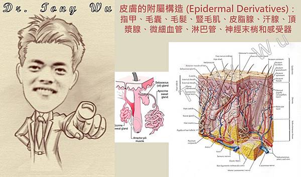 01 皮膚的生理構造_05 附屬構造 v2013-11-30