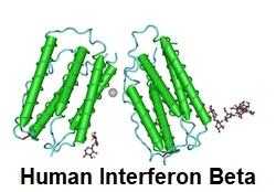 Human_Interferon-Beta.jpg