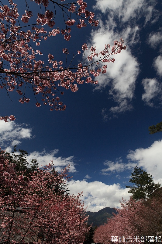 2014_Sakura_297