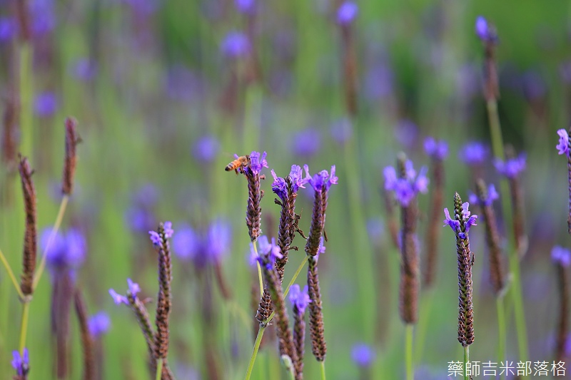 Nanyuan_farm_868.jpg