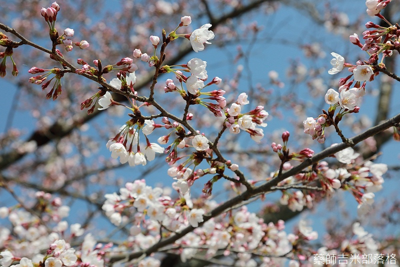 Kyoto_150330_0176.jpg