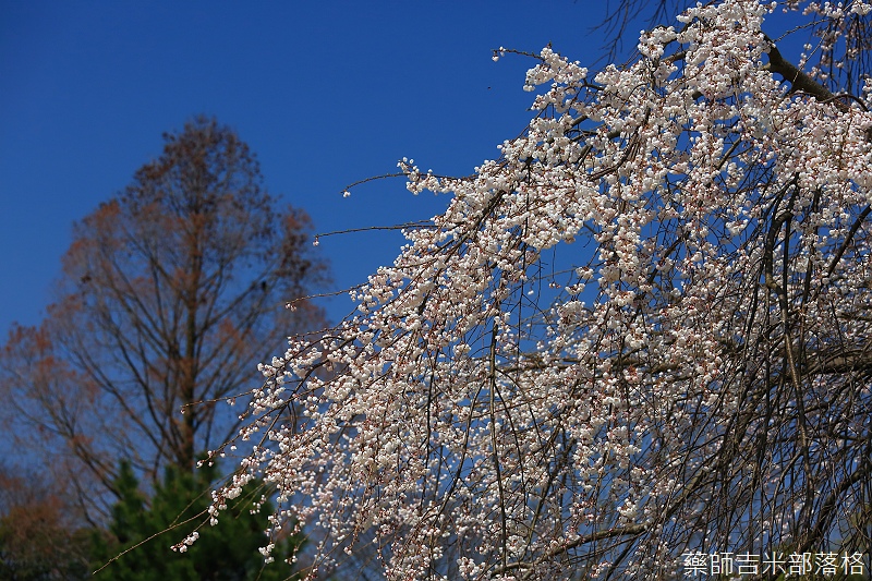 Kyoto_150330_0424.jpg