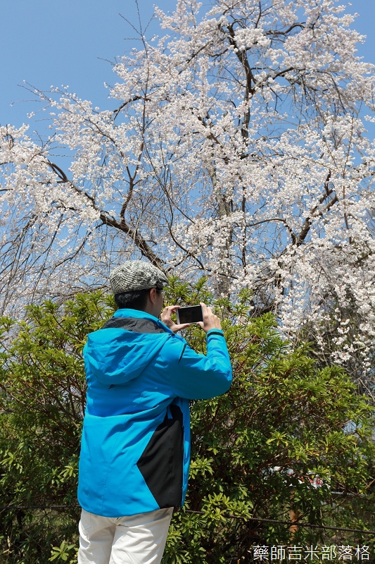 Kyoto_Sakura_139.jpg