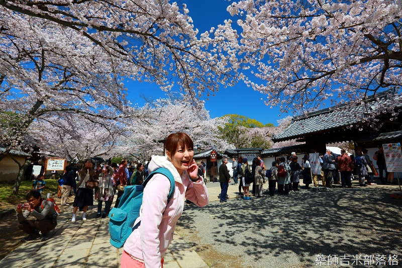 Kyoto_Sakura_515.jpg