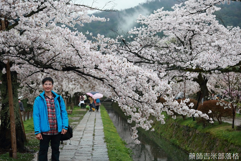 Kyoto_Sakura_584.jpg