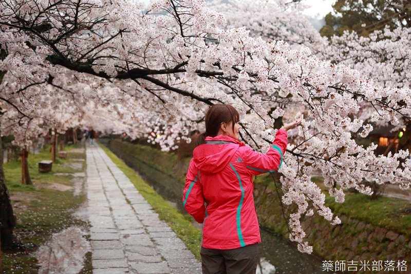 Kyoto_Sakura_644.jpg