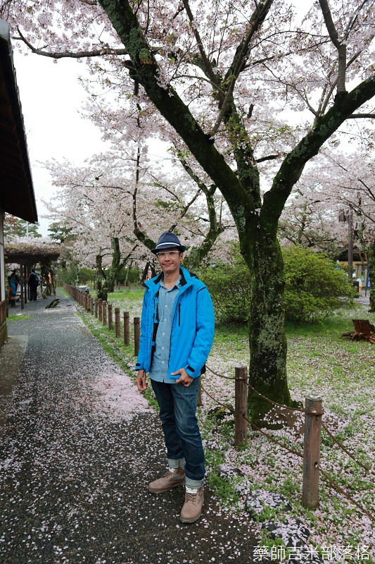 Kyoto_Sakura_710.jpg