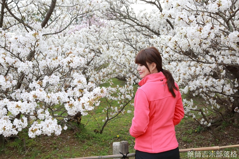 Kyoto_Sakura_831.jpg