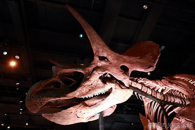 Houston_Hmns_0439.jpg