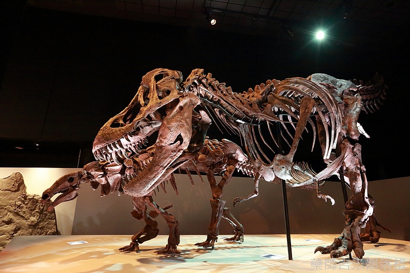 Houston_Hmns_0496.jpg