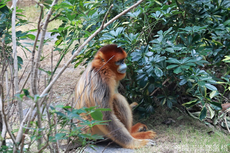 HK_Ocean_Park_0449.jpg