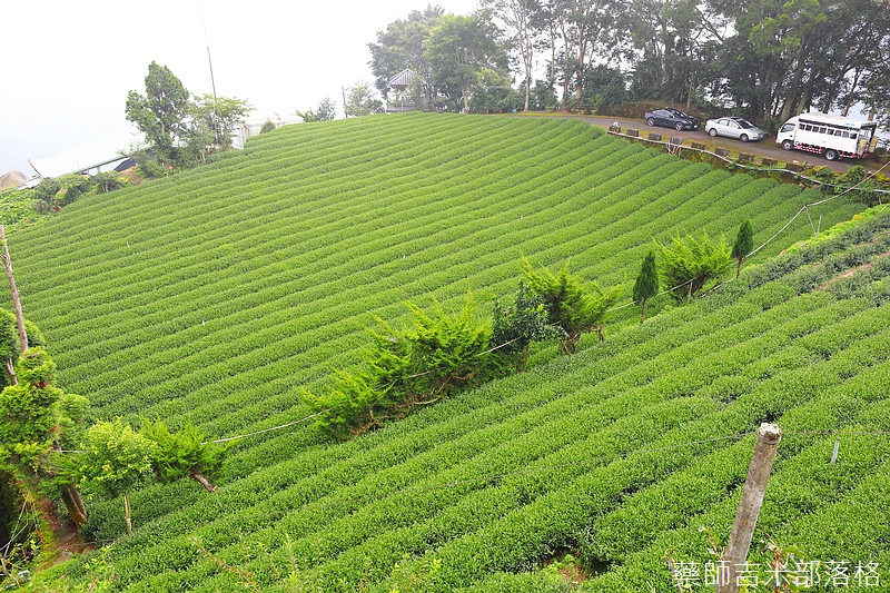 Chiayi_Tea_216.jpg