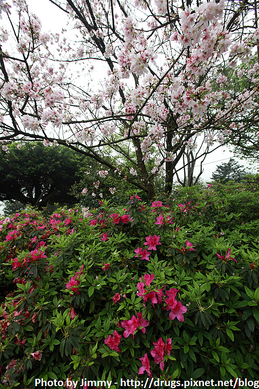 2010淡水天元宮櫻花 吉野櫻