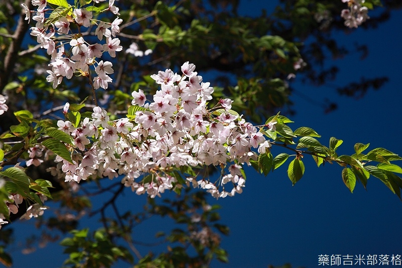 Otaru_kourakuen_332