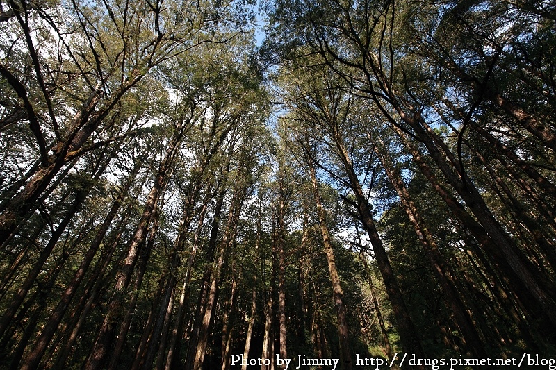 2010 阿里山 櫻花