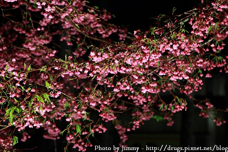 嘉義 阿里山櫻花季 晚上看櫻花 夜櫻