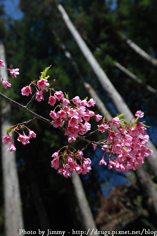 2010 阿里山 櫻花