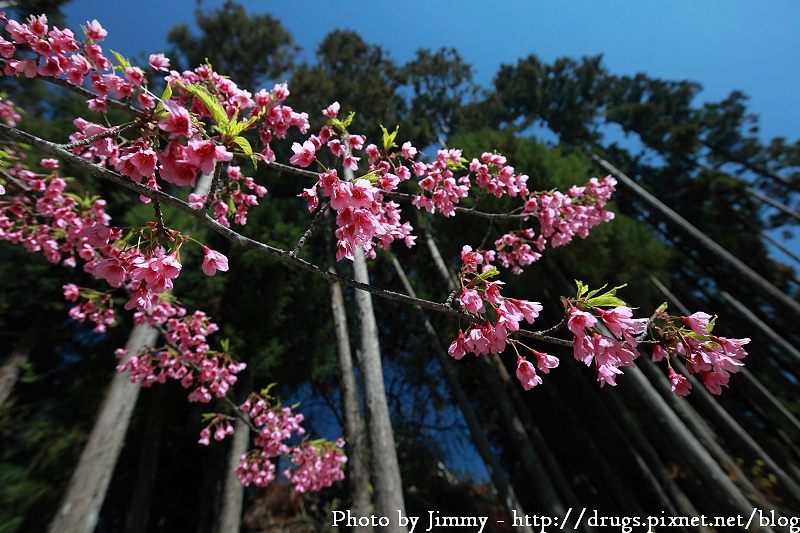 2010 阿里山 櫻花