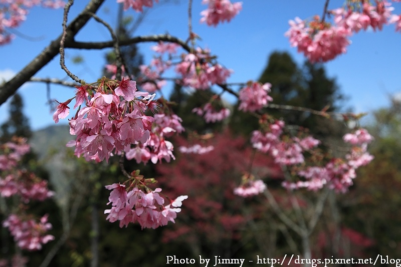 2010 阿里山 櫻花