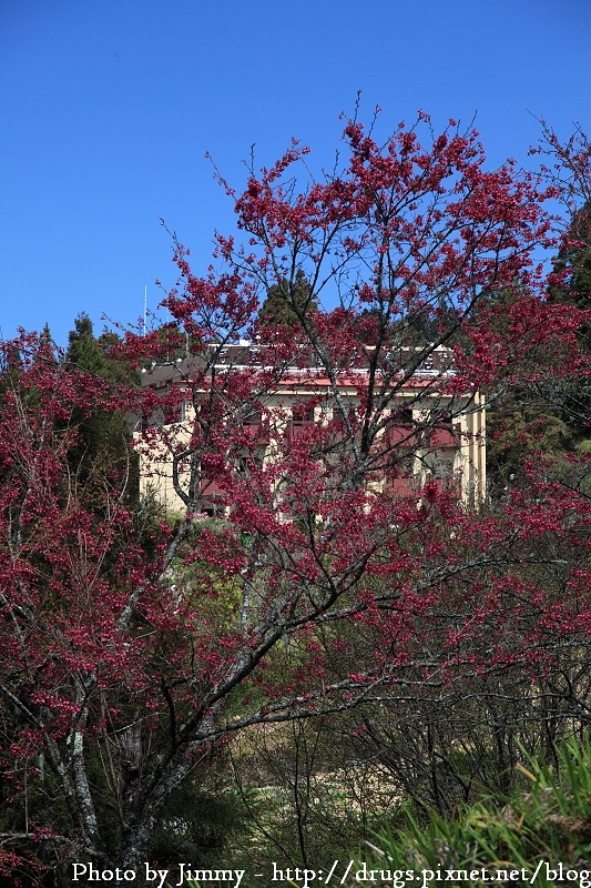 2010 阿里山 櫻花