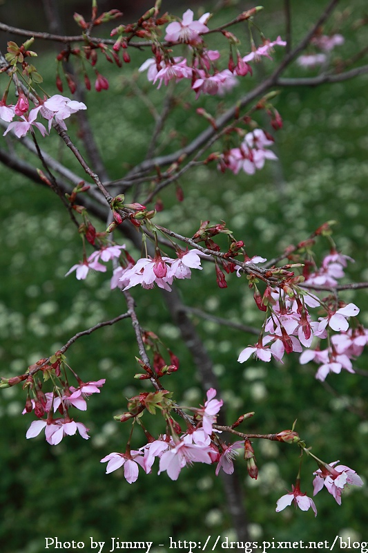 2010 阿里山 櫻花