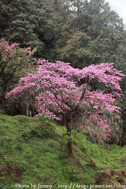 2010 阿里山 櫻花