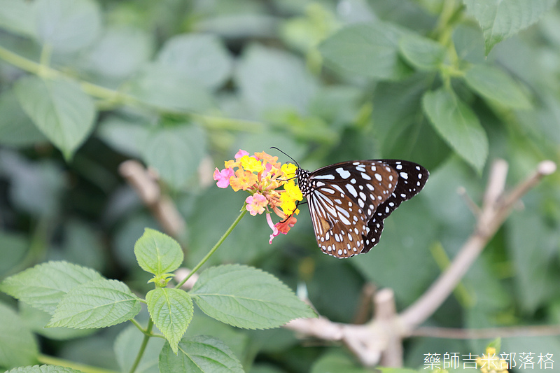 chiayi_2101_0431.jpg