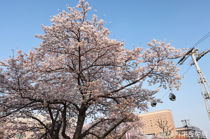 YOKOHAMA_Sakura_475.jpg