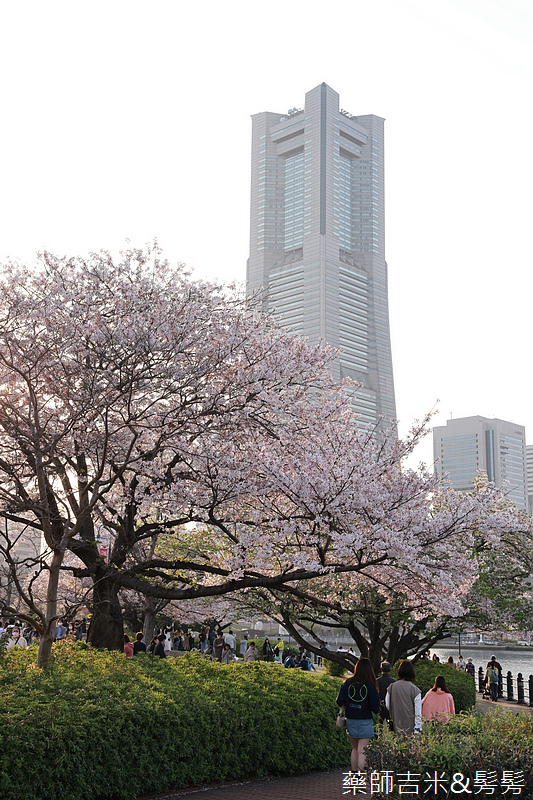 YOKOHAMA_Sakura_518.jpg