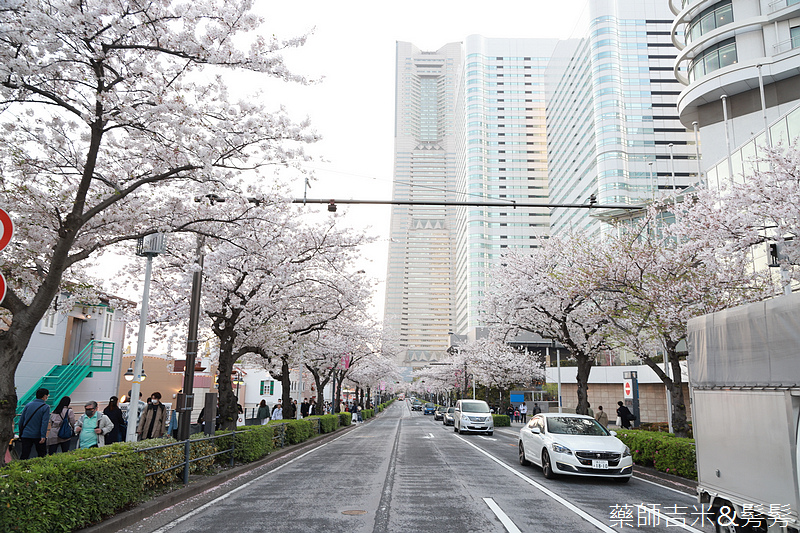 YOKOHAMA_Sakura_597.jpg