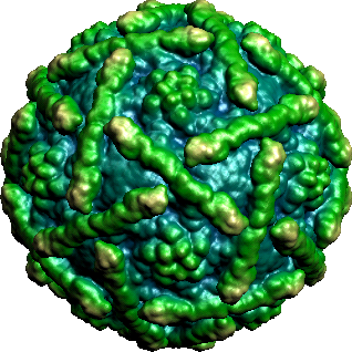 enterovirus