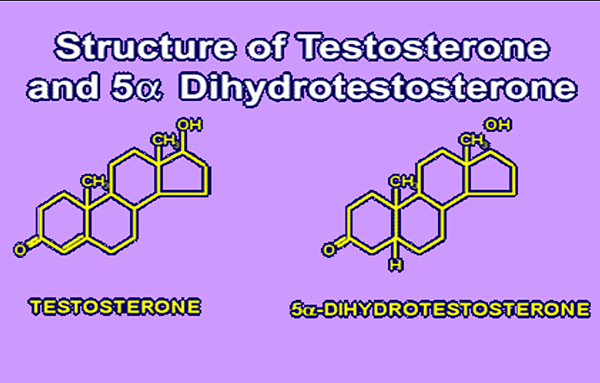 致禿DHT VS 雄風TESTOSTERONE