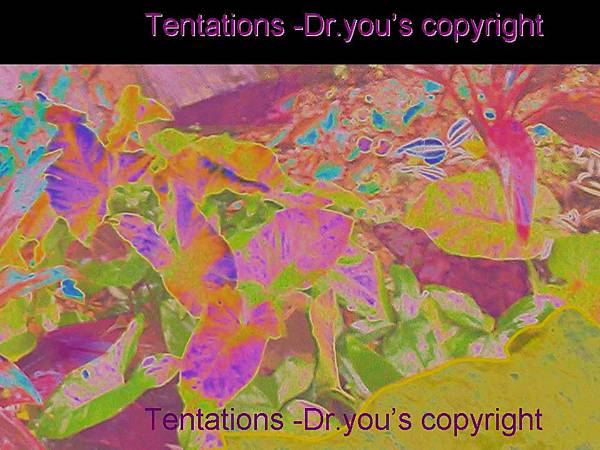 TENTATIONS C+