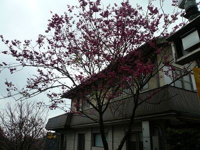 櫻花