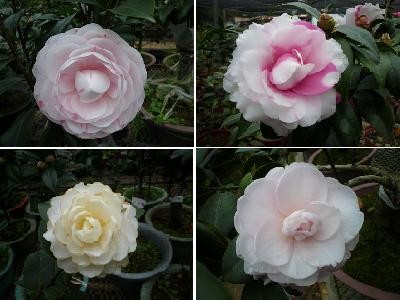 山茶花