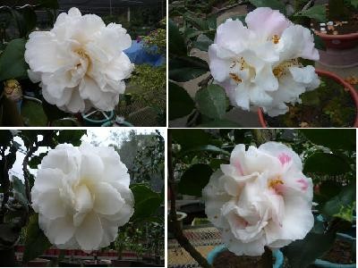 茶花