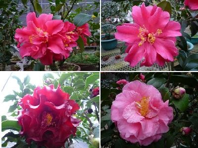 茶花1