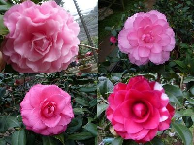 茶花3