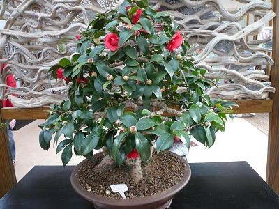 亞歷山大