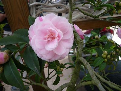 芙蓉香波