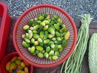 山苦瓜