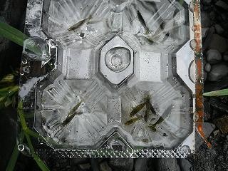 蝦