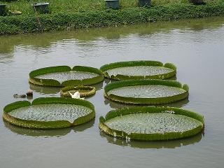 大王蓮